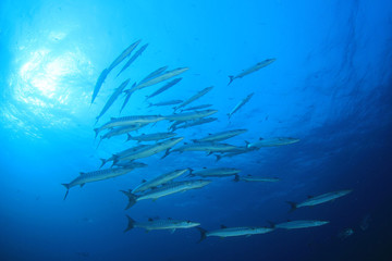 Barracuda fish in ocean