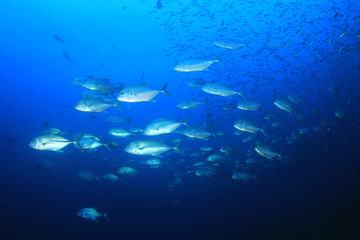 Fish on coral reef underwater