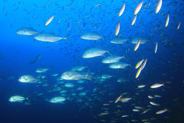 Trevally (Jack) fish hunt sardines