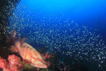 Fototapeta na wymiar Fish on coral reef underwater