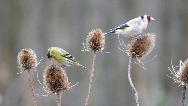 Siskin ( carduelis spinus ) and Goldfinch ( Carduelis carduelis ) feeding on a teasel