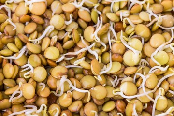 Sprouted green lentils seeds