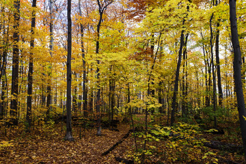 Obraz premium birch forest in fall