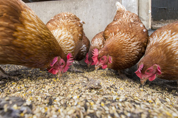 hens wide-angle view