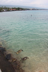 Sea Turtle Encounter at kona in island of hawaii