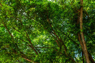 Fototapeta premium Background of nature