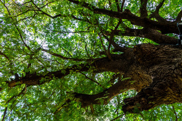 Background of nature