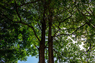 Fototapeta premium Background of nature