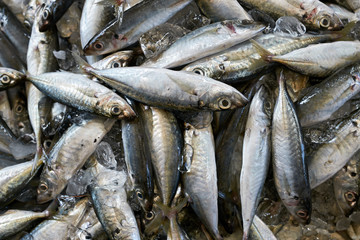Obraz premium Lot of fishes on market