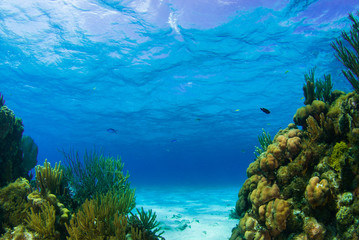 Beautiful coral structures that thrive in the warm tropical waters are home to an abundance of marine life. The perfect combination of the surrounding environment make the ecosystem blossom 