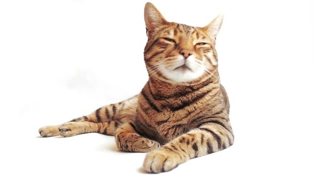 HD Bengal cat lying down on the white background looking around