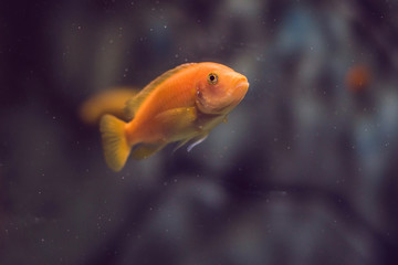 Tropical fish with corals and algae in blue water. Beautiful background of the underwater world