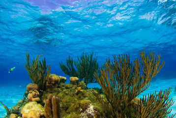 Beautiful coral structures that thrive in the warm tropical waters are home to an abundance of marine life. The perfect combination of the surrounding environment make the ecosystem blossom 