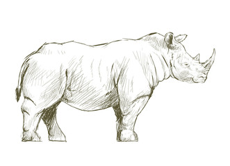 Hand drawn rhino isolated on background