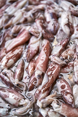 Small squids on market