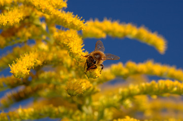 Working For Honey