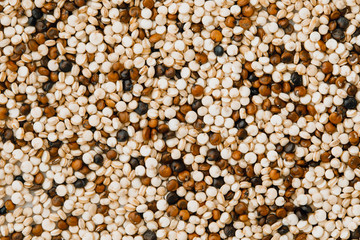 Close up mixed of red , white and black quinoa seeds , gluten free superfoods with high protine , anioxidant and fiber