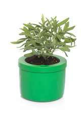 sage in pot and white background