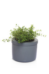 thyme in a pot