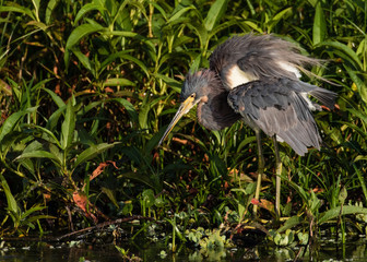 Tri-colored heron with feathers fluffed surrounded by marsh flora