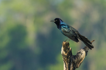 Obraz premium Male boat tailed grackle on the top of a dead tree branch