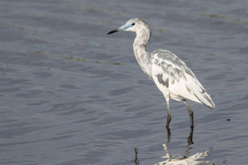 Juvenile little blue heron wading in the shallow lake water