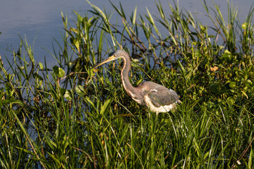 Tri-colored heron at the water's edge surrounded by marsh flora