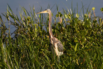 Tri-colored heron at the water's edge surrounded by marsh flora