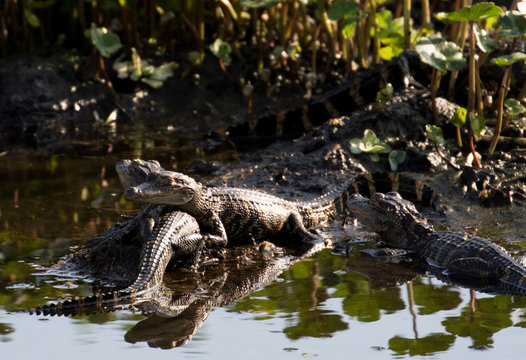 Hatchling american alligators sunning on a fallen tree branch in the marsh water