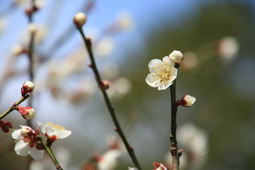 梅