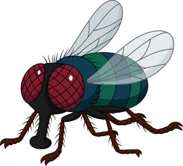 Cartoon house fly isolated on white background