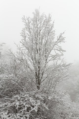 Obraz premium Freezing in Forest, Mazandaran, Iran
