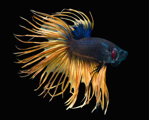 Beautiful betta splendens Crowntail Siamese fighting fish, Macropodinae, Osphronemidae, yellow tail fin and blue skin flakes on black background.