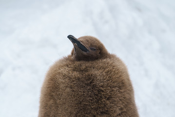 キングペンギンのヒナ 雪背景 （旭山動物園)