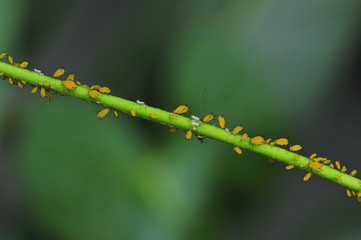 aphids