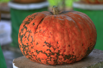 Mature orange pumpkin