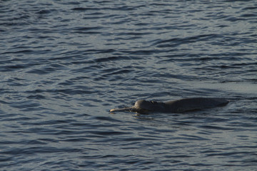 Fototapeta premium Amazon River Dolphin - Brazil