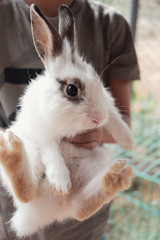 young boy holding bunny rabbit