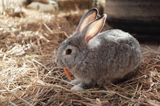 Cute Easter bunny eating carrot