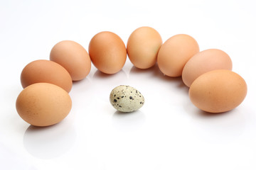 chicken eggs chicken around quail egg on white background.