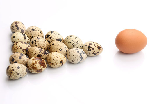 spotted quail eggs near chicken egg on white background.