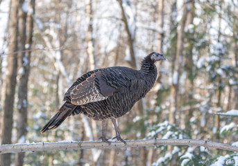 Wild Turkey Performing as an Equilibrist