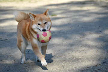 柴犬・ボール遊び