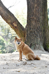 柴犬・振り返る