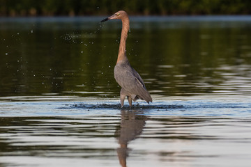 Reddish egret dancing and wading through the lagoon in search of a meal