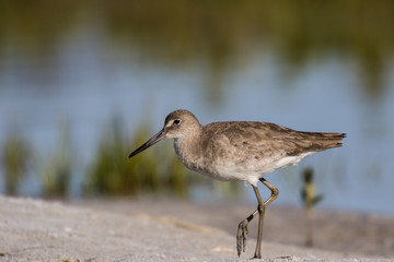Willet exploring along the edge of the lagoon
