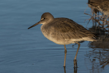 Willet wading in the shallow water of the lagoon