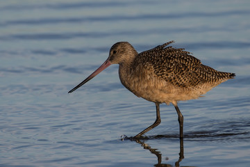 Marbled godwit in the shallow waters of the lagoon