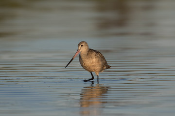Marbled godwit in the shallow waters of the lagoon