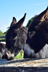 Domestic dark brown haired donkeys at stone wall in countryside of Ireland.